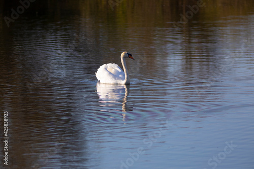 Cisne blanco (cygnus olor)