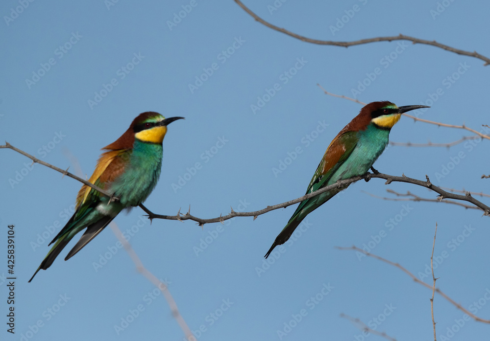 Fototapeta premium A pair of European bee-eater perched on acacia tree, Bahrain