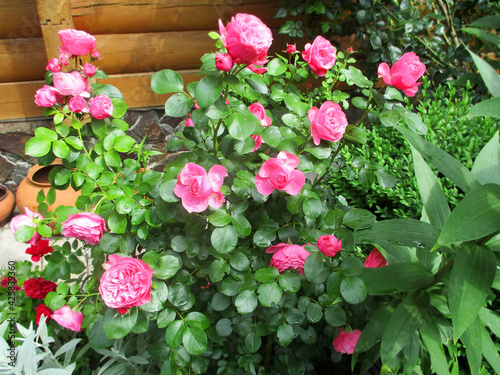 Fototapeta Naklejka Na Ścianę i Meble -  Beautiful rose flower