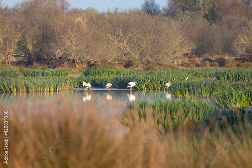 Grupo de cigueñas blancas (cicconia cicconia) en un lago al amanecer photo