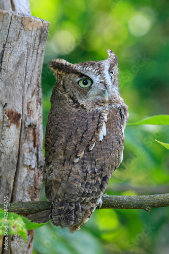 Canvas Print close up of screech owl on tree