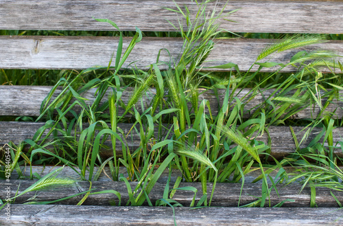 Tufts of grass between the slats of a wooden bench