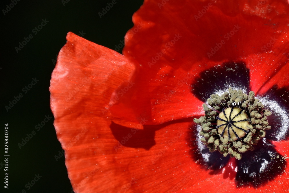 Coquelicot