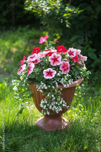 White and red petunia in a pot with small white bacopa flowers on a background of lush greenery in the garden. Summer flower arrangement.