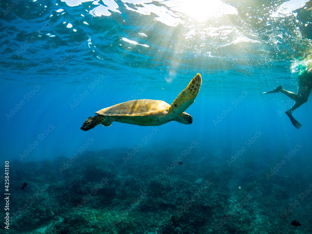 sea turtle sea turtle