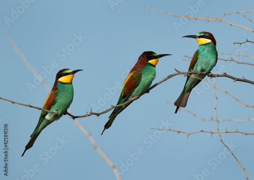 European bee-eaters on a tree, Bahrain