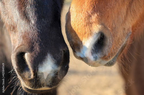 close up of  horse noses  © Erica Ruth