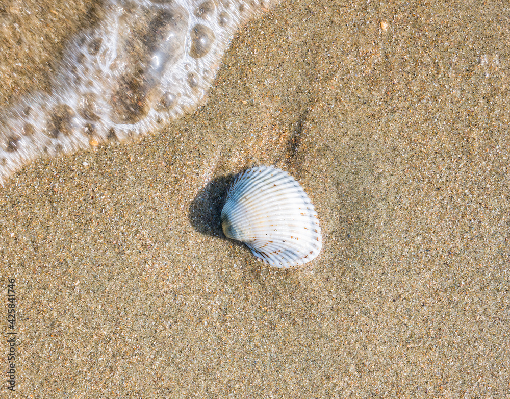 Small seashell cockle on the beach in the sand Small seashell cockle on the beach in the sand