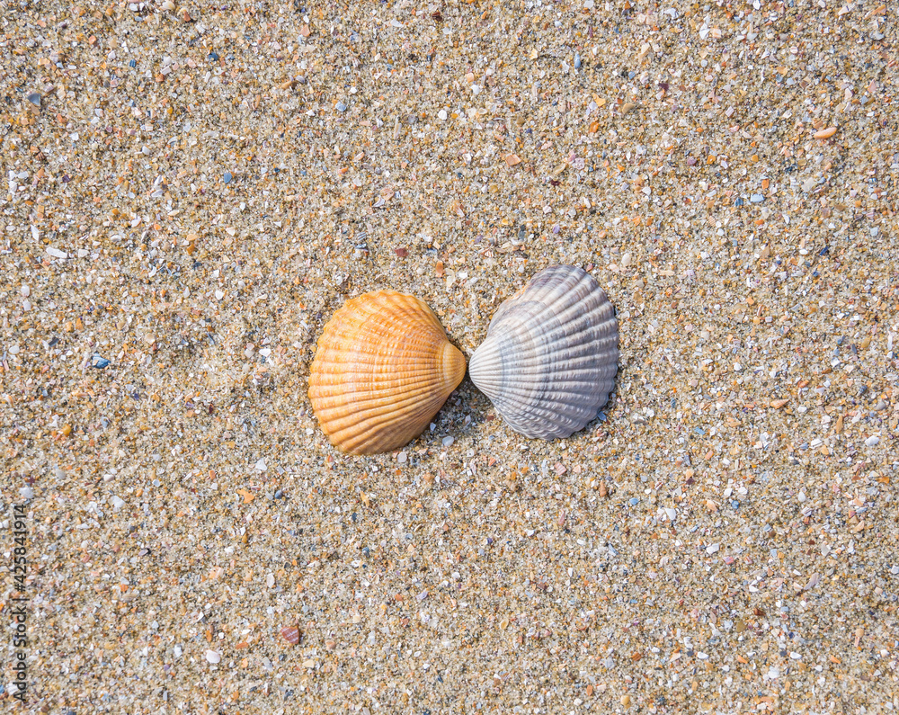 Two small seashell cockle on the beach in the sand Two small seashell cockle on the beach in the sand