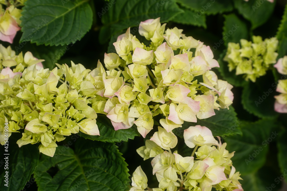 Hortensia flower - Hydrangea macrophylla - Beautiful bush of hydrangea flowers in a garden Hortensia flower - Hydrangea macrophylla - Beautiful bush of hydrangea flowers in a garden