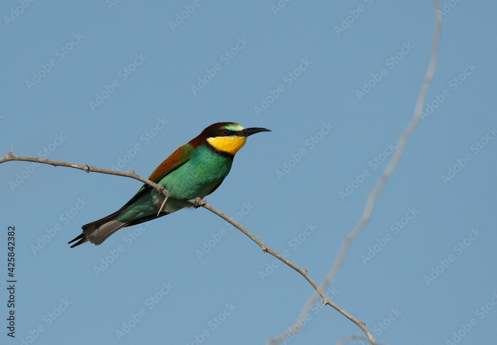 Portrait of a European bee-eater, Bahrain