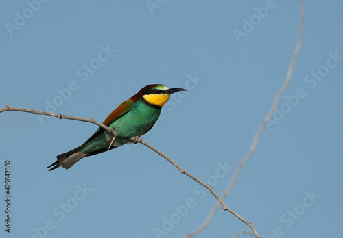 Portrait of a European bee-eater, Bahrain