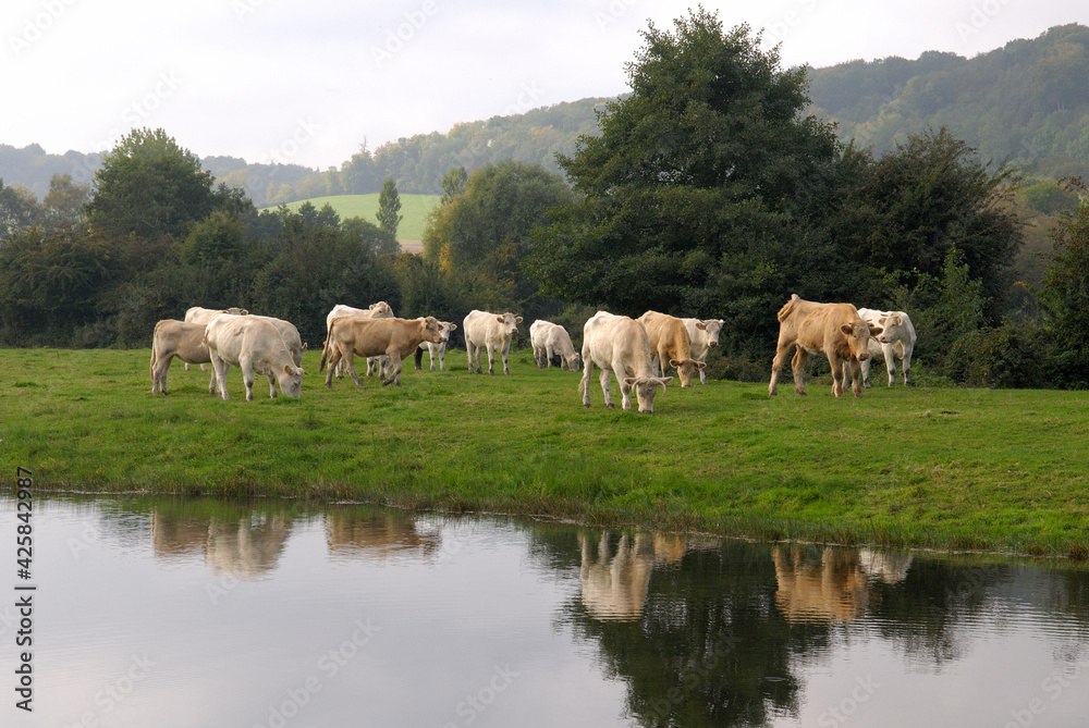 Cours d'eau traversant une prairie avec troupeau de boeuf race normande dans la pature Cours d'eau traversant une prairie avec troupeau de boeuf race normande dans la pature