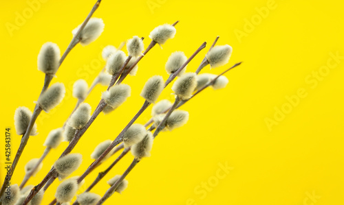 Spring and easter background. Pussy willow branches on a yellow background. Free space for text.