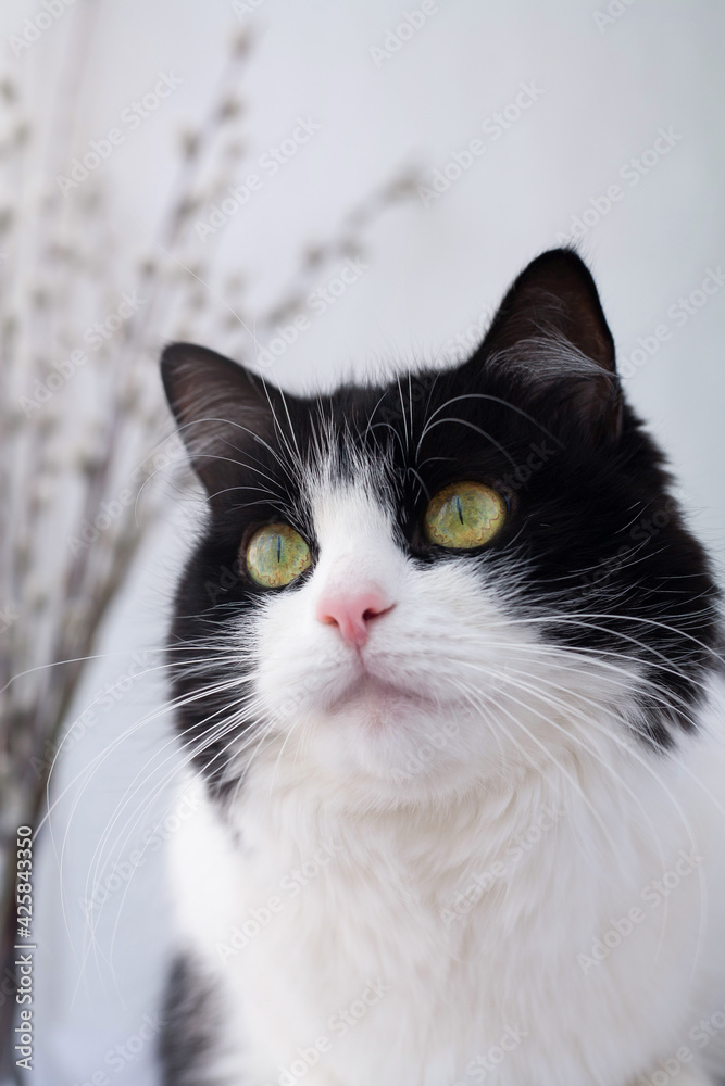 Portrait of a domestic black and white cat, close-up. The cat sits on the windowsill and looks out the window. Willow branches in the background.