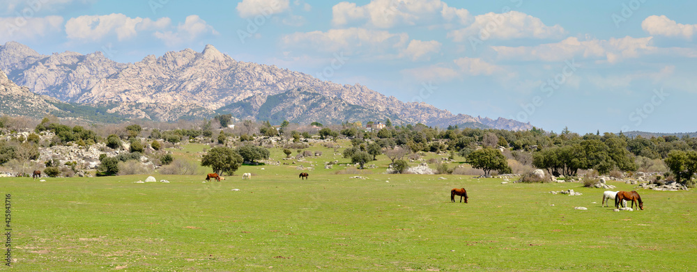 Herd of horses pasturing on green grass field near mountain land