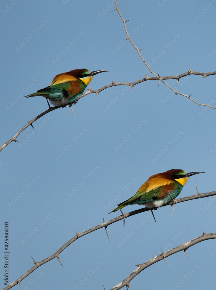 European bee-eaters perched on a tree at Hamala, Bahrain European bee-eaters perched on a tree at Hamala, Bahrain