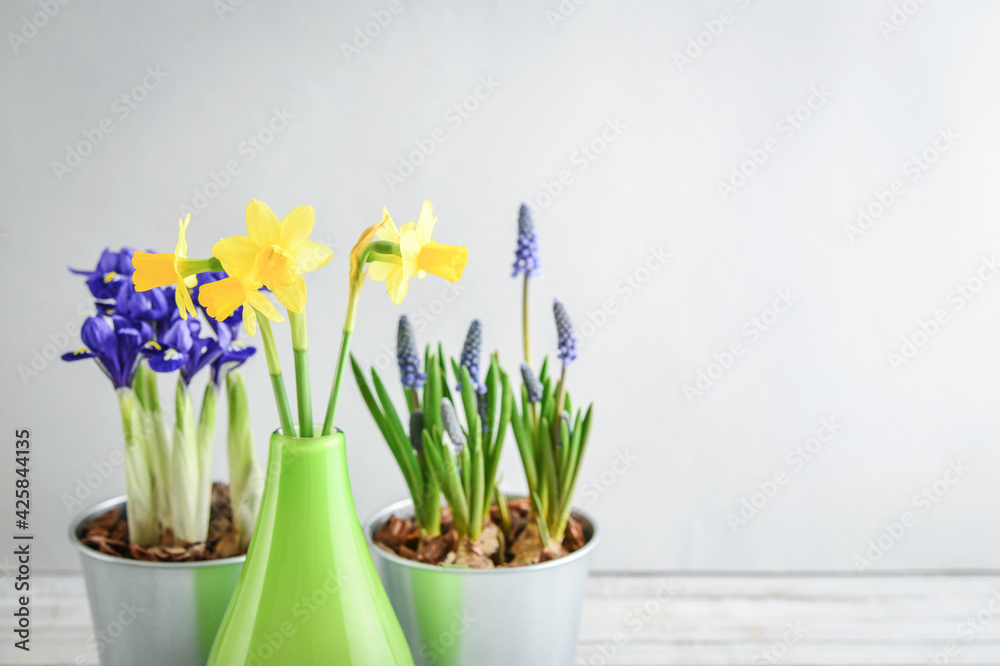 Spring flowers in  flower pots