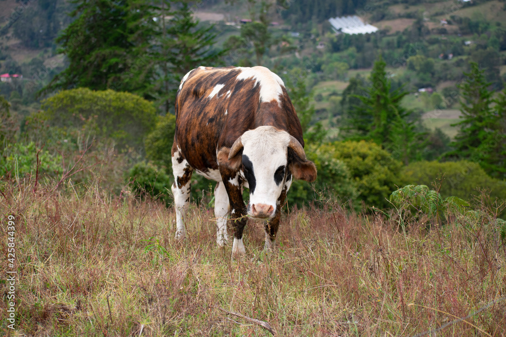 Naklejka premium Animales del Campo