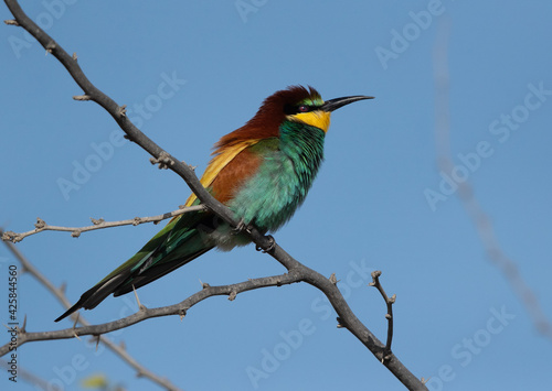 Portrait of a European bee-eater on acacia tree, Bahrain