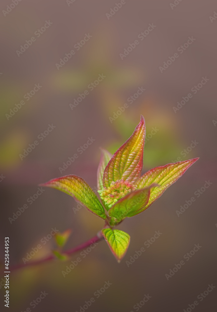 Branches of plant with green leaves.