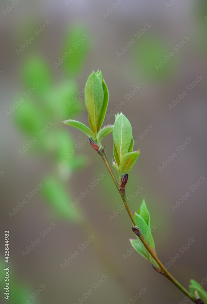 Branches of plant with green leaves Branches of plant with green leaves