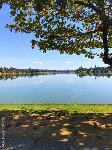 tree on the lake
