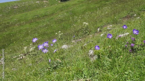 Caucasian pincushion flower, Caucasian scabious (Scabiosa caucasica) on the alpine meadows. North Caucasus. 2500 m A.S.L. Native to the Caucasus photo