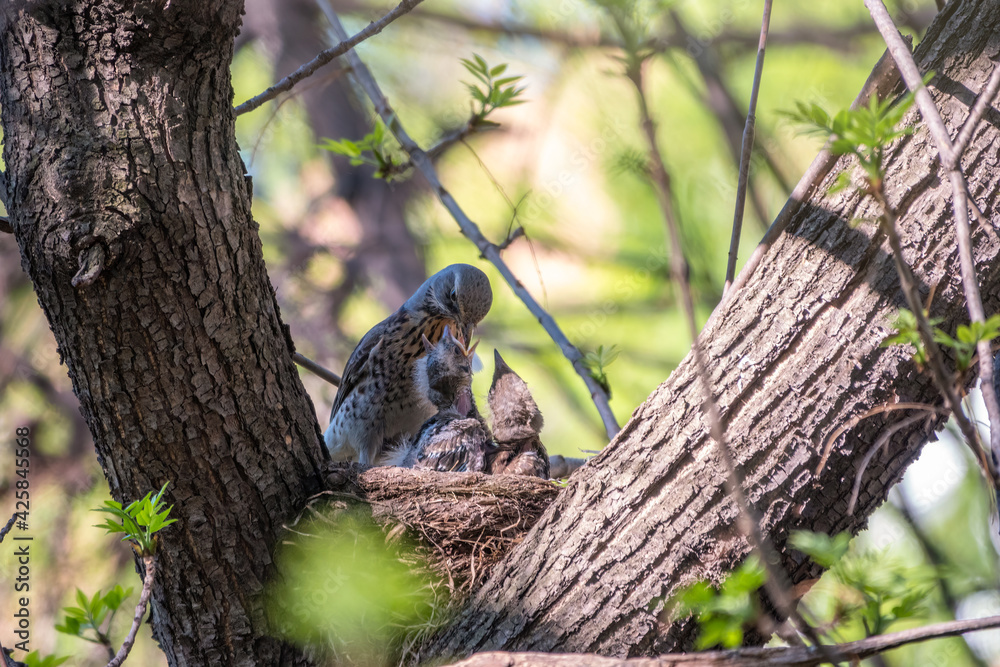 Thrush fieldfare feeding chicks with earthworms. Thrush, Turdus pilaris, with new born babies in the nest. Thrush fieldfare feeding chicks with earthworms. Thrush, Turdus pilaris, with new born babies in the nest.