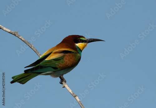 Closeup of a European bee-eater perched on a tree, Bahrain