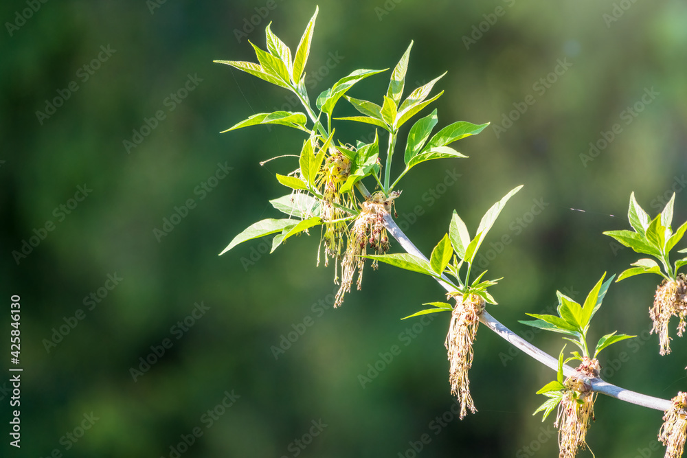 Spring branches of maple tree with fresh green leaves on a background of blue sky. Spring branches of maple tree with fresh green leaves on a background of blue sky.