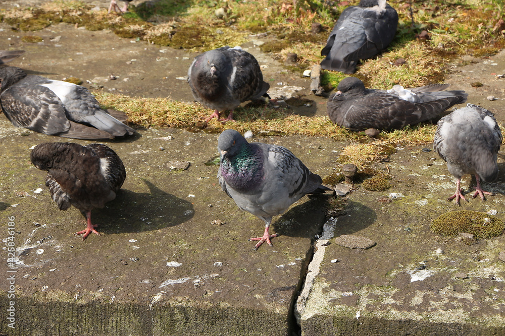 Pigeon escaped into the wild Pigeon escaped into the wild
