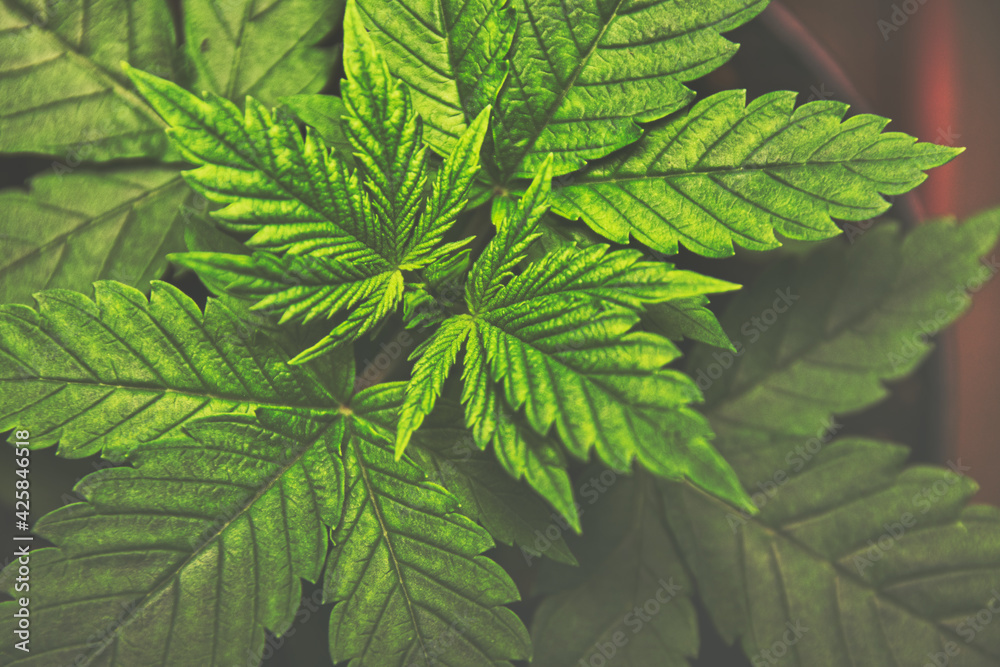 Cannabis Marihuana Hanf Blätter schwarz weiss, von oben zusammen mit anderen Pflanzen outdoor moody Cannabis Marihuana Hanf Blätter schwarz weiss, von oben zusammen mit anderen Pflanzen outdoor moody