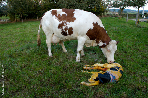 Velage d'une vache montbéliarde d'un veau croisé prim'holtsein. Vache qui lèche son veau
