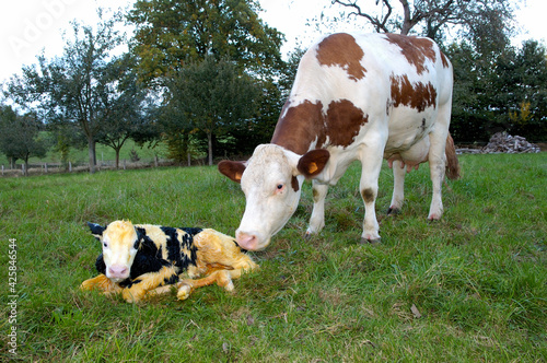 Velage d'une vache montbéliarde d'un veau croisé prim'holtsein. Vache qui lèche son veau photo