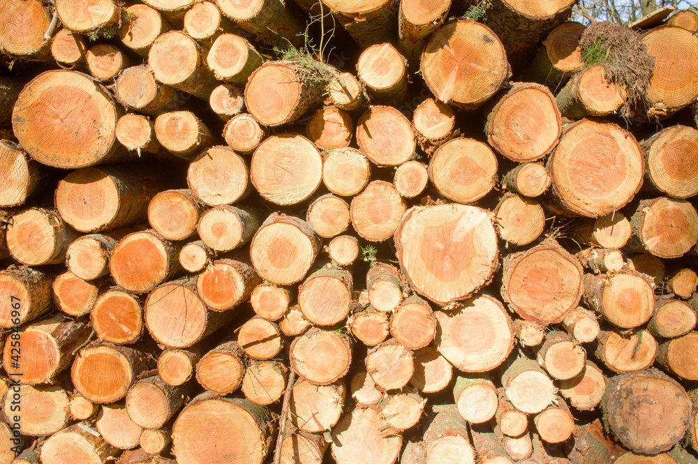 Pile of felled tree trunks in the forest Pile of felled tree trunks in the forest