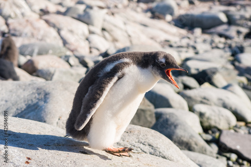 Screaming hungry penguin waiting for mother in Petermann Island Antarctica © olga_kysliuk