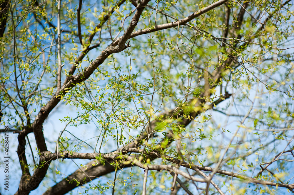 Branches of willow with young leaves against the blue sky. Spring floral background Branches of willow with young leaves against the blue sky. Spring floral background