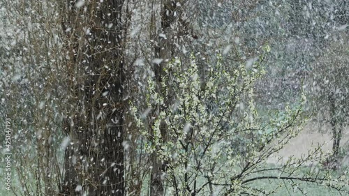 Snowing on tree and blooming bush in spring time season. Big falling snowflakes.
