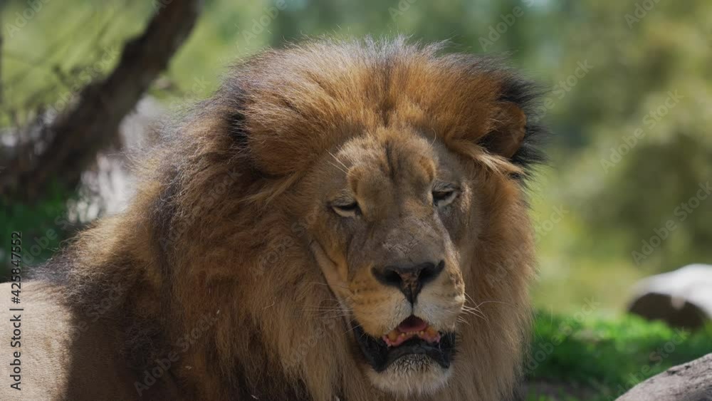 This video shows a sleepy lion, slowly closing it's eyes and falling into a relaxing day time nap. This video shows a sleepy lion, slowly closing it's eyes and falling into a relaxing day time nap.