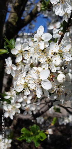 spring in the forest