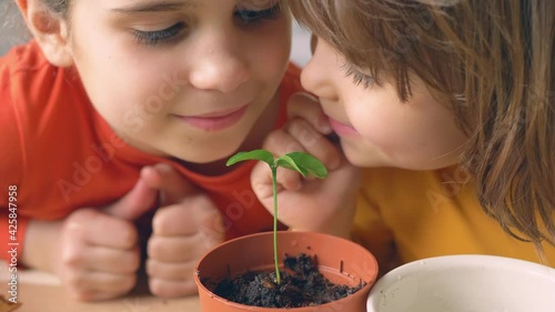 Cute children look with love at green sprout in pot. Happy boy kids and girl smiles and touches a little tree escape planted in a flowerpot