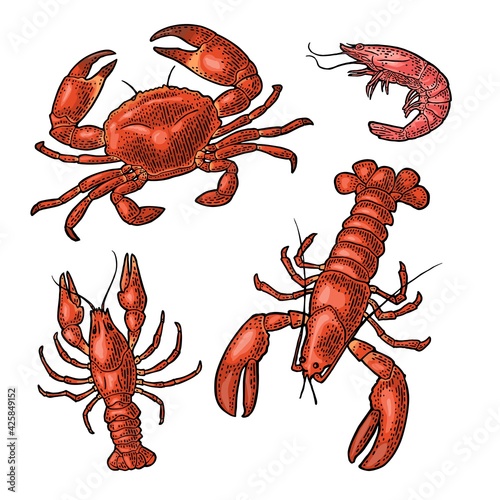 Set sea animal crustacean. Lobster, crab, shrimp. Vector monochrome engraving