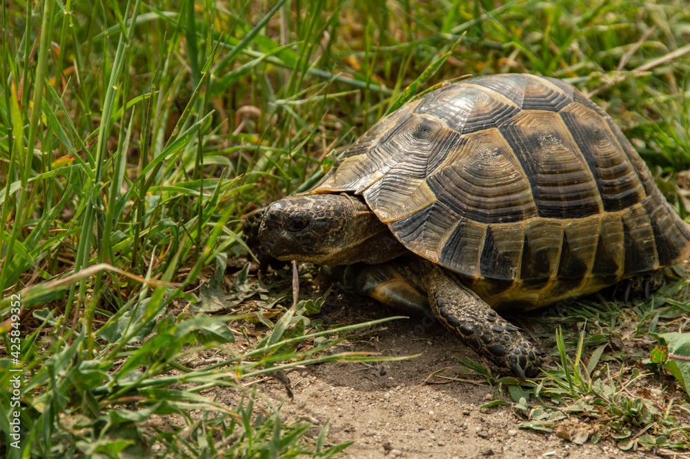 Wild spur-thighed tortoise on a walk. The tortoise is a species of tortoise in the family Testudinida Wild spur-thighed tortoise on a walk. The tortoise is a species of tortoise in the family Testudinida