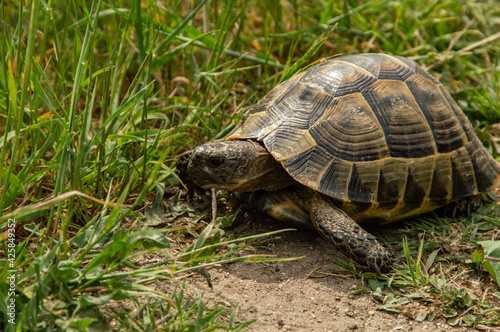Wild spur-thighed tortoise on a walk. The tortoise is a species of tortoise in the family Testudinida