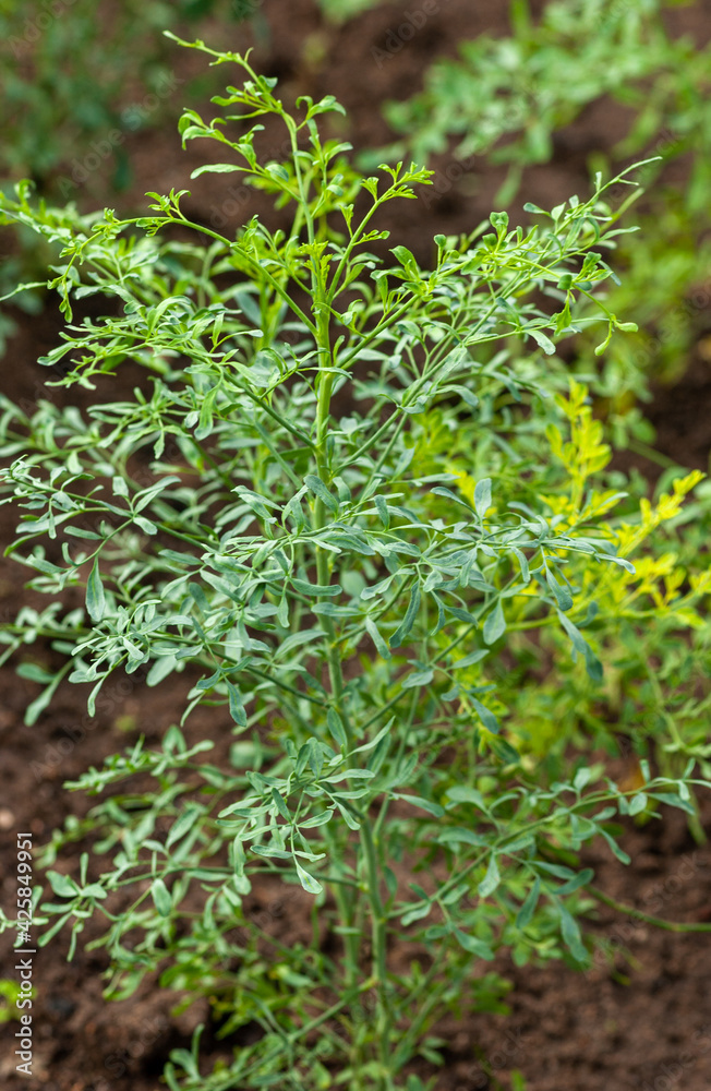 Rue Ruta graveolens. Medicinal plant. Rue Ruta graveolens. Medicinal plant.