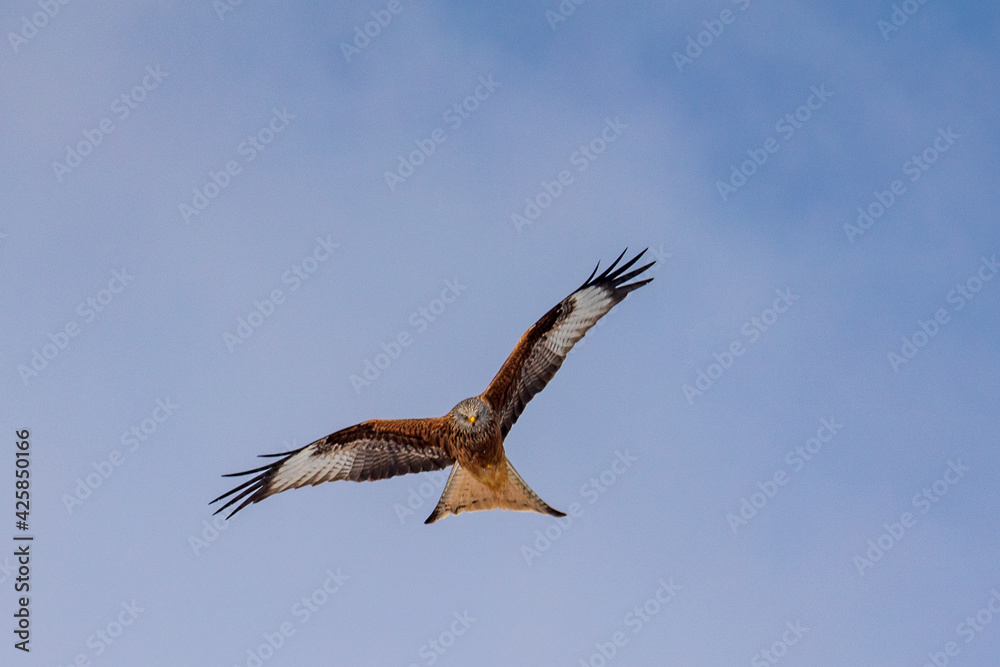 Roter Milan - Red Milan - Weihe - Hawk Roter Milan - Red Milan - Weihe - Hawk