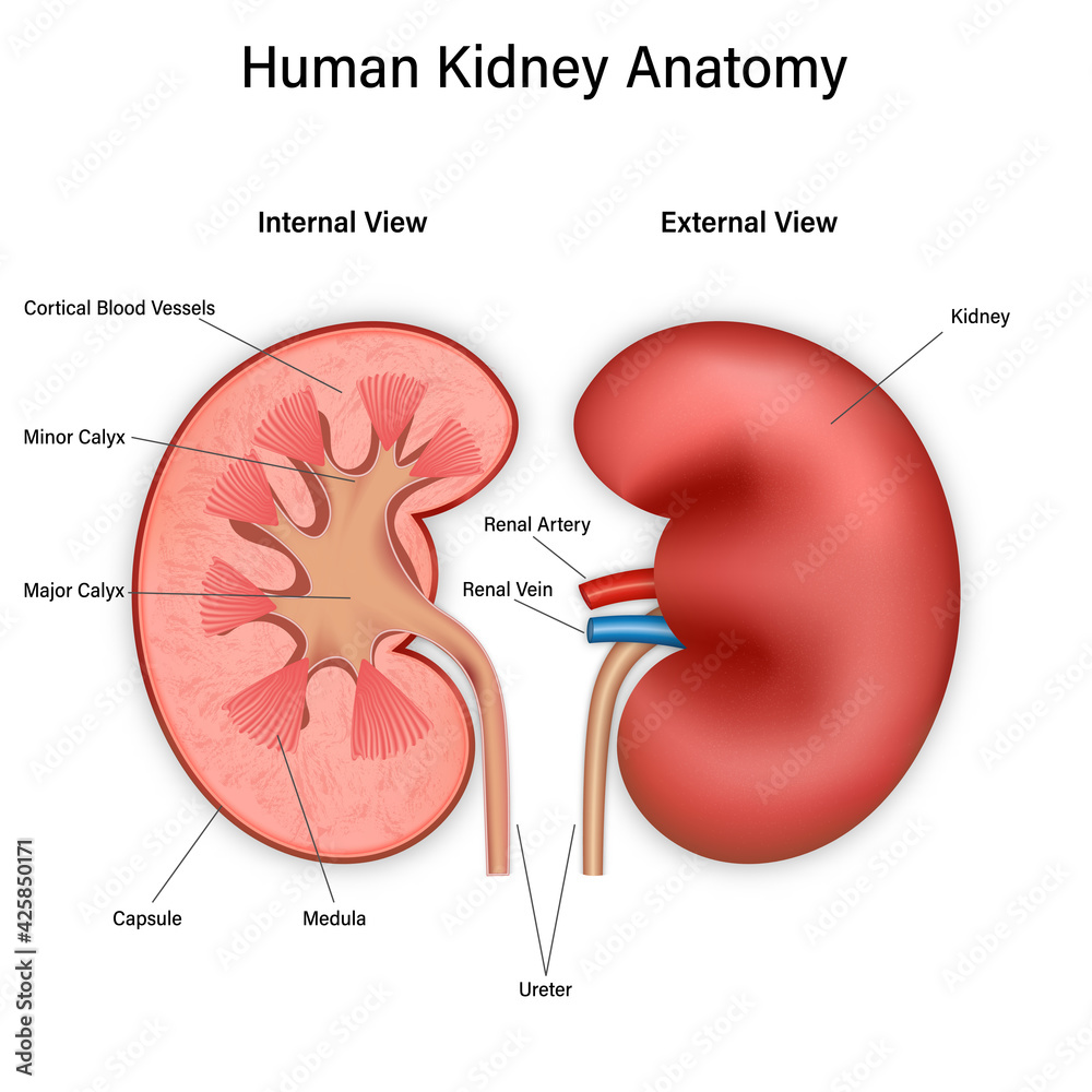 Front and inside view of human kidney anatomy isolated on white ...