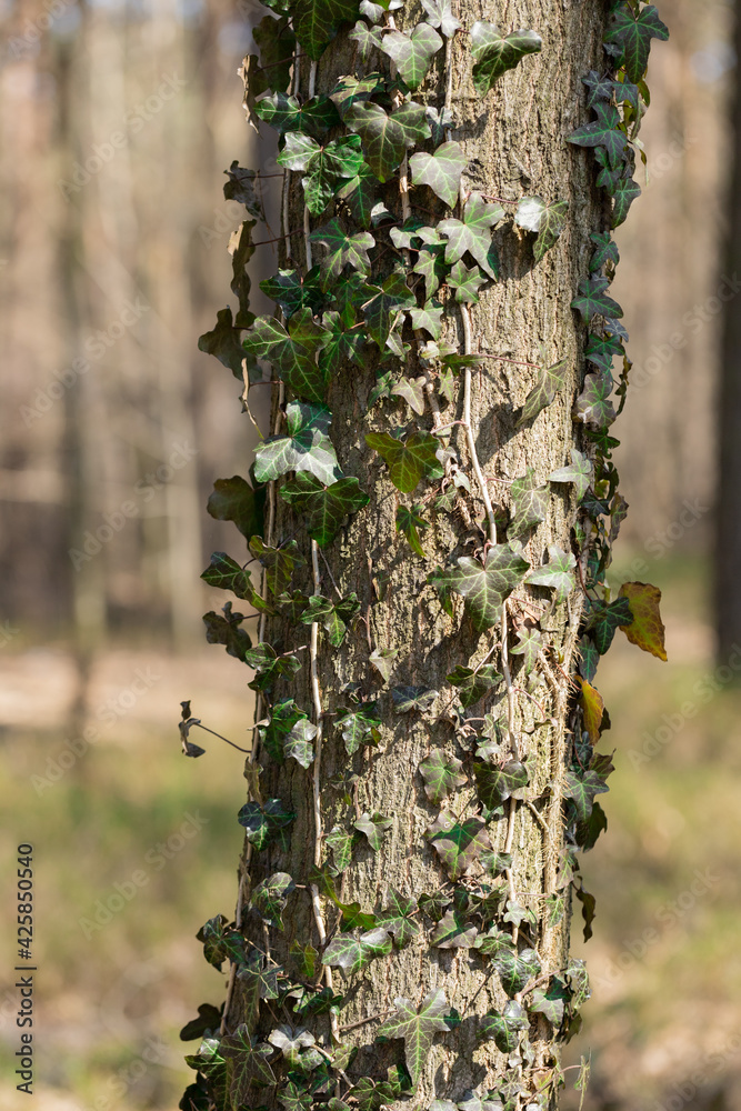 Dziko rosnący bluszcz w lesie oplatający pień drzewa - obrazy, fototapety, plakaty 