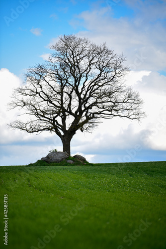 one tree without leaves and green grass